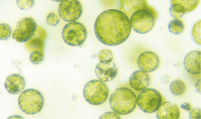植物幹細胞が美白ケアに尽⼒